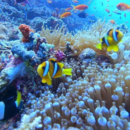 White Coral Rasdhoo Hotel Exterior foto